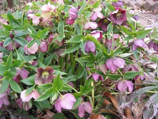 Helleborus niger (Hunyor)