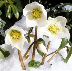 Helleborus niger (Hunyor)