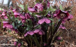 helleborus niger hunyor (3)