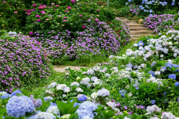 hydrangea