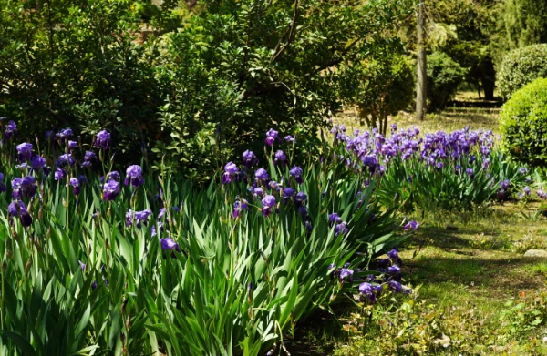 iris