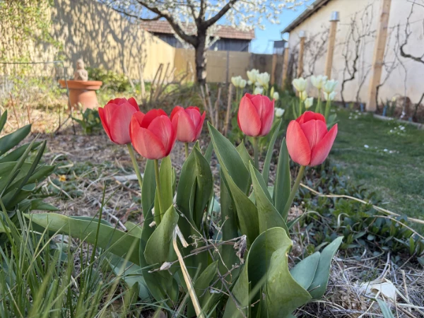 tulipan